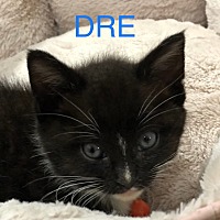 Adopt A Pet :: Dre - Leonardtown, MD