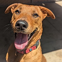 adopt a pet