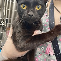 adopt a pet