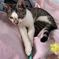 adopt a pet