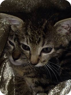 Ormond Beach Fl Bengal Meet Tom Jerry A Cat For Adoption Adopted