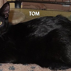 Thumbnail photo of TOM--BLACK BEAUTY!! #3