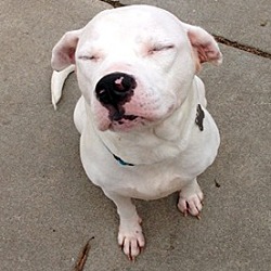 Thumbnail photo of Fergie-Adopted! #2