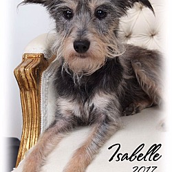 Thumbnail photo of Isabelle #1