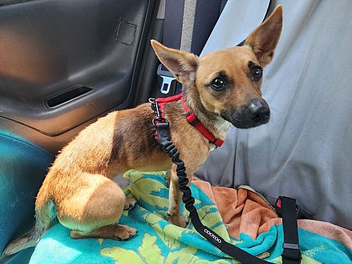 Dunnellon, FL - Chihuahua. Meet Bodhi a Pet for Adoption - AdoptaPet.com
