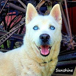 Photo of Sunshine