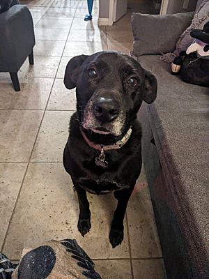 El Mirage, Az - Labrador Retriever. Meet Lexi A Pet For Adoption 