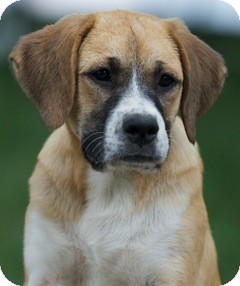 great pyrenees boxer mix breed