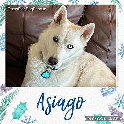 Photo of Asiago