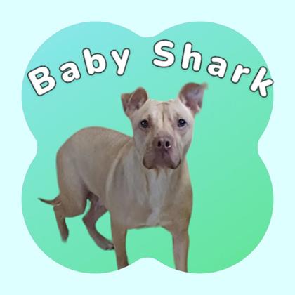 Thumbnail photo of Baby Shark #1