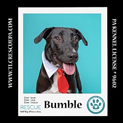 Thumbnail photo of Bumble (Spring Flings) 062224 #2