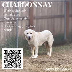 Thumbnail photo of Chardonnay #1