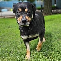 adopt a pet