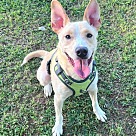 Adopt A Pet :: Pogo - Locust Grove, GA