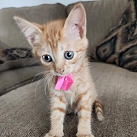 adopt a pet