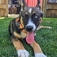 adopt a pet