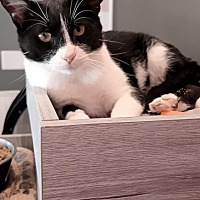 adopt a pet