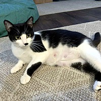 adopt-pet