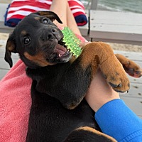 adopt a pet