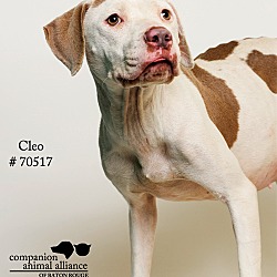 Thumbnail photo of Cleo  (Foster Care) #2