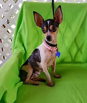 find a pet to adopt petsmart charities find a pet to adopt petsmart charities