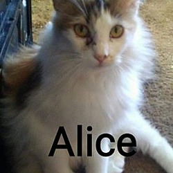 Photo of Alice
