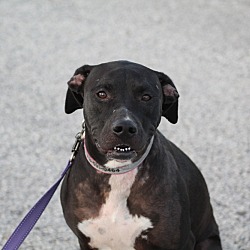 Photo of Nova