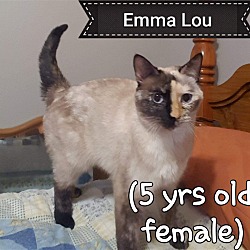 Photo of KITTY EMMA LOU FOSTER NEEDED