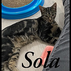 Thumbnail photo of Sola #3