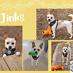 Photo of Jinks