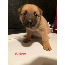 Thumbnail photo of Willow #1