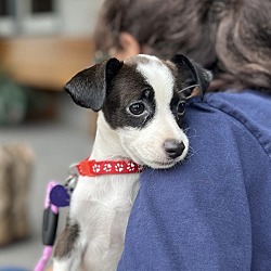 Thumbnail photo of MATERIAL  4 POUND PUPPY   FOSTERED IN NEW JERSEY #2