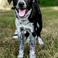 Thumbnail photo of PUPPY AXEL  HAPPY BOY #1