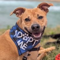 adopt a pet