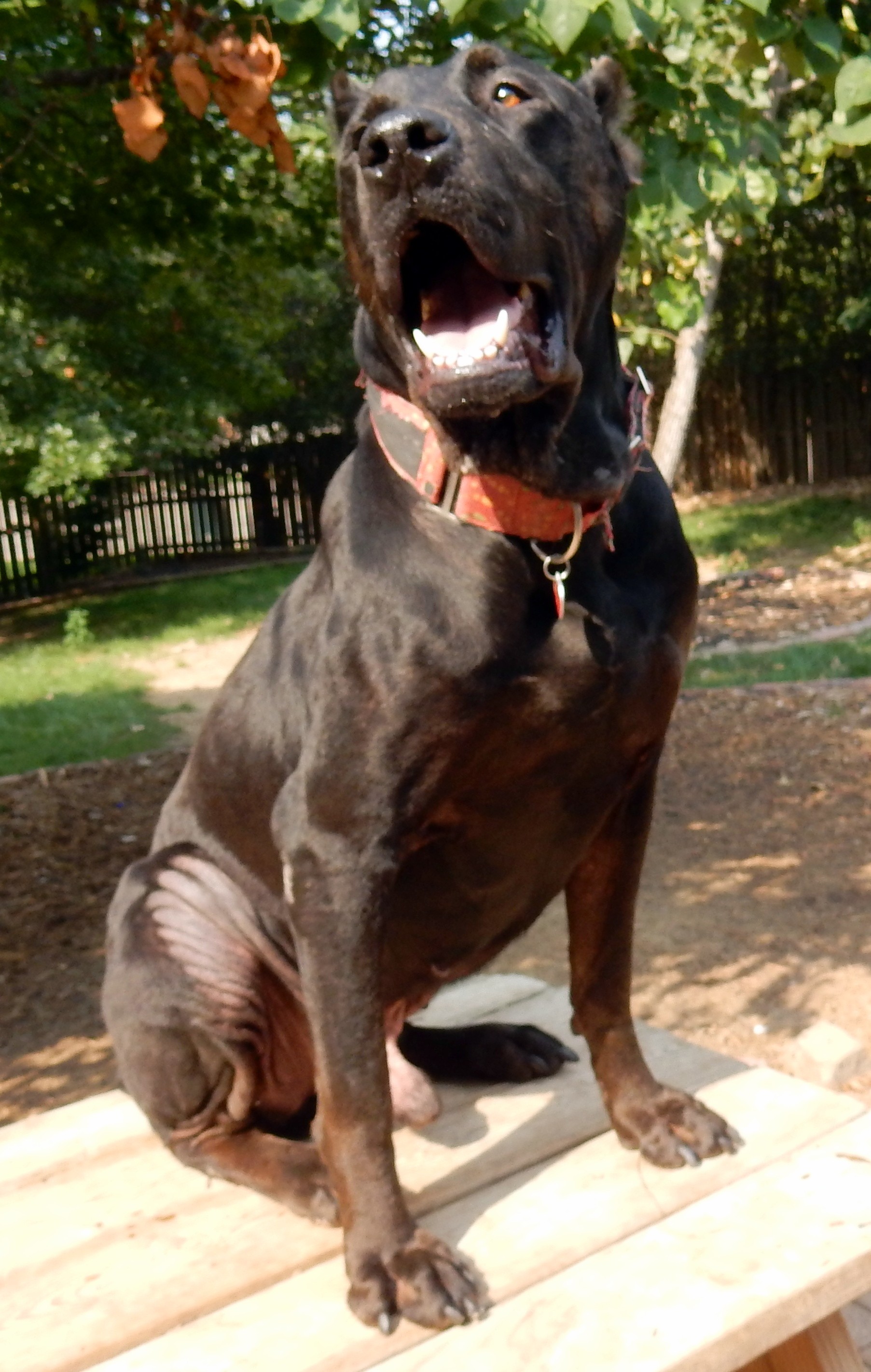 Ofallon Mo Cane Corso Meet Orpheus Canis Panther