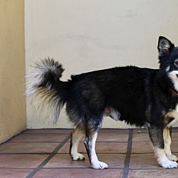 Dog for adoption - Hank, a Pomeranian & Husky Mix in Frankfort, KY