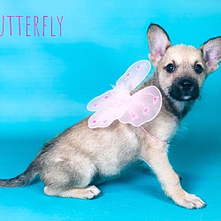 Photo of Butterfly