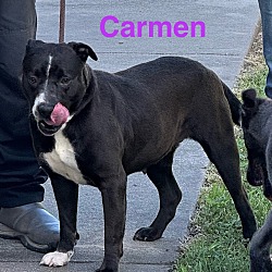Photo of Carmen (Smart ave #2)