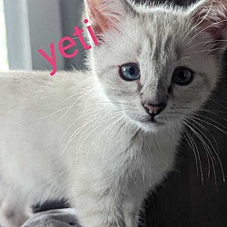 Photo of Kitten: Yeti