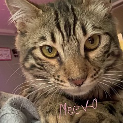 Thumbnail photo of Meeko #3