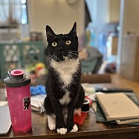 adopt a pet
