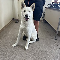 adopt a pet