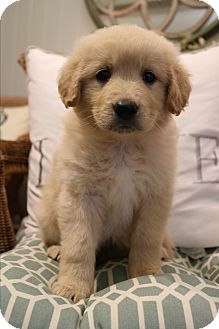 maremma cross golden retriever