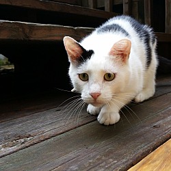 Thumbnail photo of Mr Meow #2