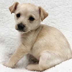 Photo of Puppy Shiloh