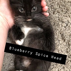 Thumbnail photo of Spice Head  #1