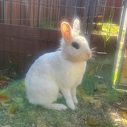 Photo of Cottontail