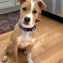 Photo of PUPPY LIL ECHO-FOSTER OR ADOPTER NEEDED