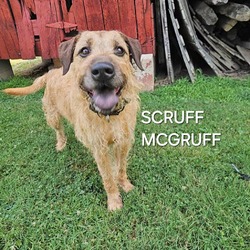Photo of Scruff McGruff