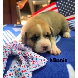 Photo of Minnie